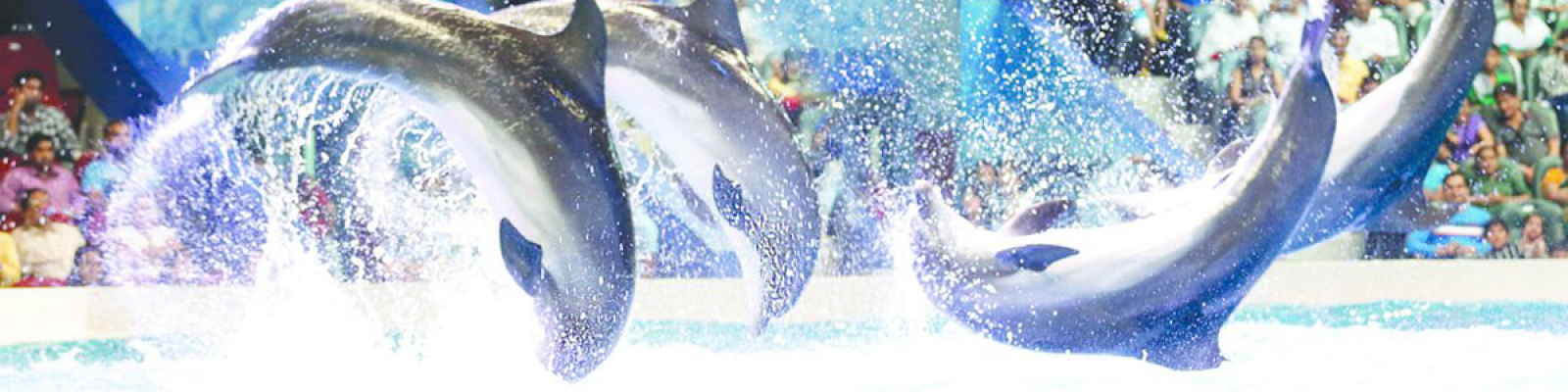 dubai dolphinarium tour, swim with dolphins dubai dolphinarium, dubai dolphinarium swim with dolphins price