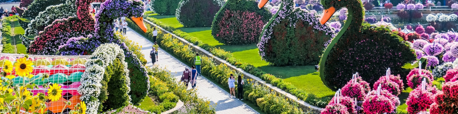 dubai miracle garden tour, dubai miracle garden tour package, dubai global village and miracle garden tour